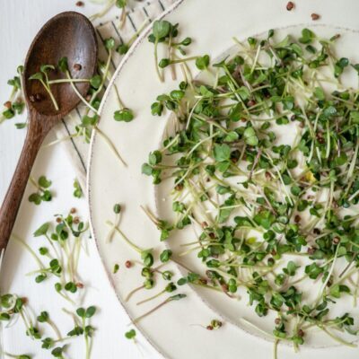 insalata con microgreens