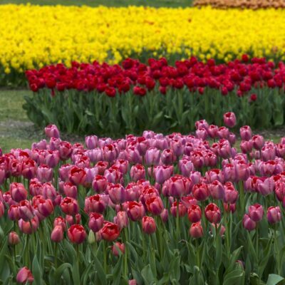 fiori del parco sigurta