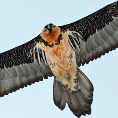 Gipeto in volo