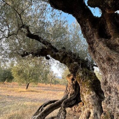 olivo secolare di Macciano, a Giano dell’Umbria